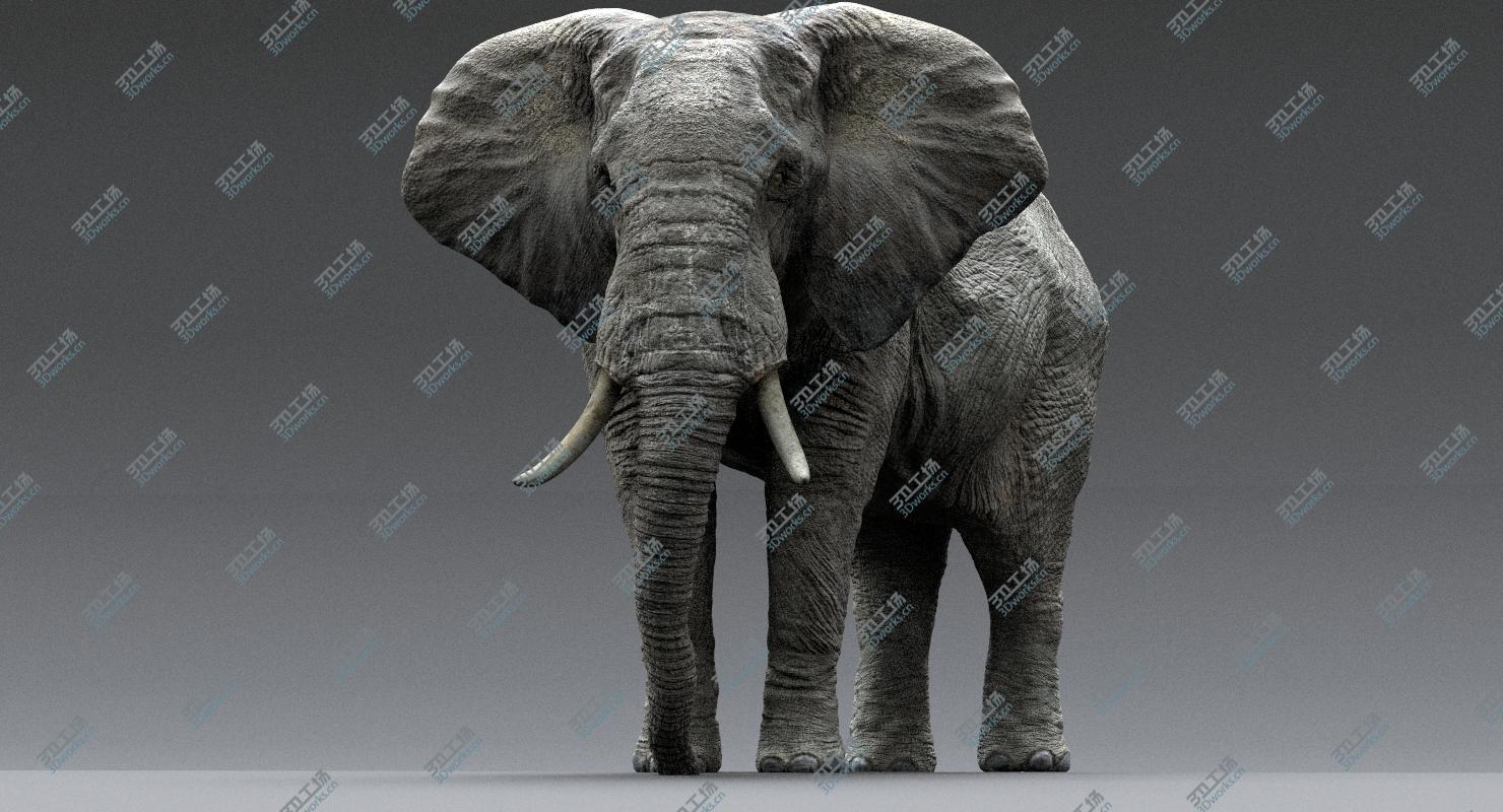 images/goods_img/20210113/African Elephant (Animation) (Rigged)/2.jpg